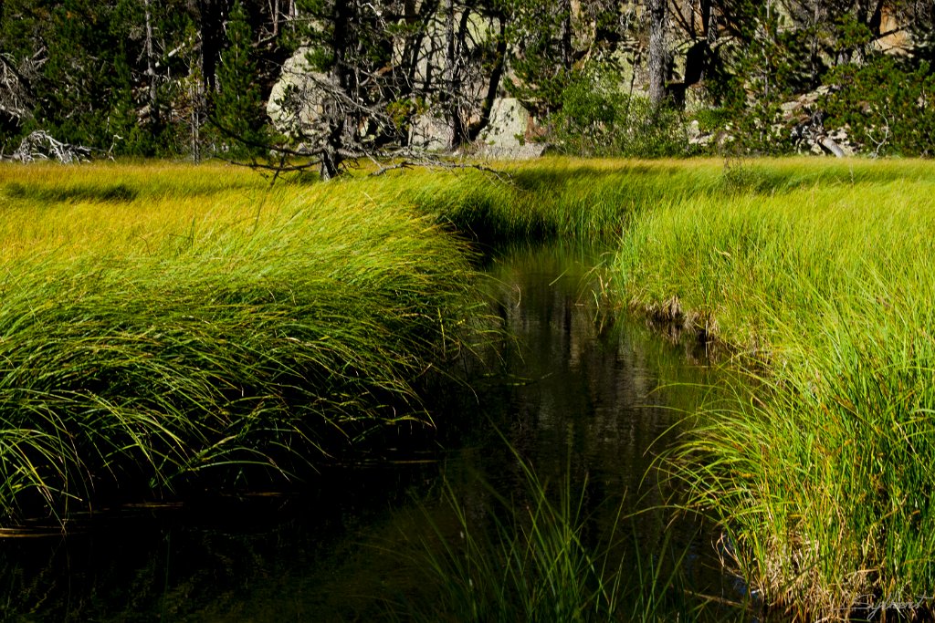 Marais du Vall de la Balmeta (66)_GIL4623.JPG